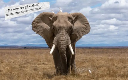 Ma davvero gli elefanti hanno una supermemoria